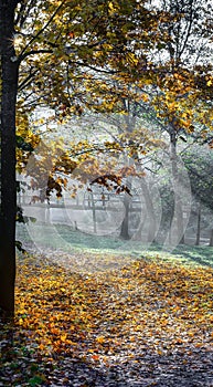 Autumn morning near Vilnele river