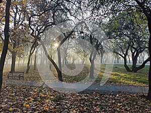 Autumn morning in the park - sun rays among the trees