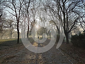 Autumn morning in the park - sun rays among the trees