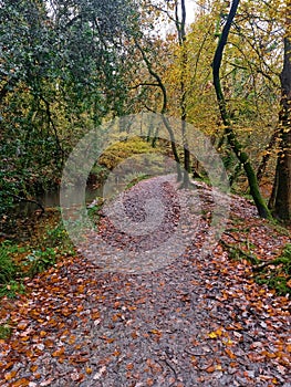 Autumn morning Plym valley,  Dartmoor,  Nearly the city of Plymouth Devon uk