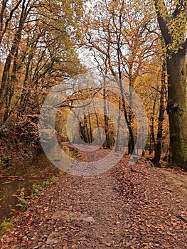 Autumn morning Plym valley,  Dartmoor,  Nearly the city of Plymouth Devon uk