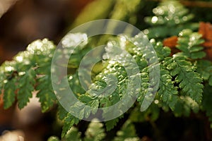 Autumn morning, rainy day in the forest, raindrops on fern