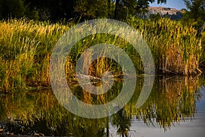 Autumn Morning Reflections In Water Cattails and Reeds