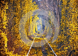 Autumn morning scenery in Tunnel of love. Klevan, Ukraine