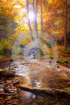 Autumn Morning in wild forest with real sun, colorful big trees and fast mountain river