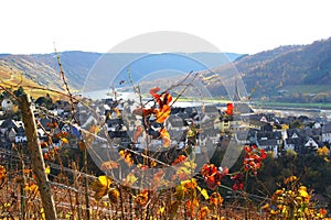 Autumn in Moselle valley