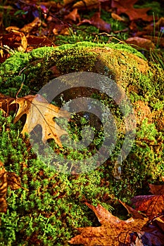 Autumn Moss and Fallen Leaves on Forest Floor, Close-Up Perspective