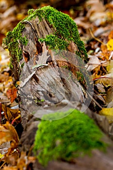 Autumn with moss on a wood and leaves