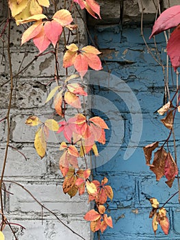 Autumn motives. Beautiful leaves 61