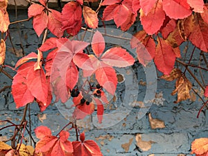 Autumn motives. Beautiful leaves 63