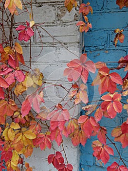 Autumn motives. Beautiful leaves 82