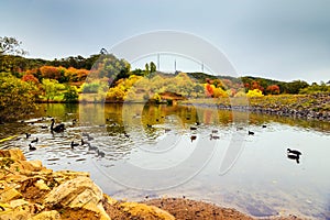 Autumn in Mount Lofty botanic garden