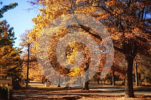 Autumn in Mount Macedon photo