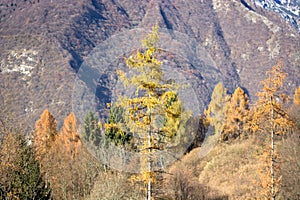Autumn on Mount Serva, Belluno, Dolomites