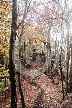 Autumn mountain forest with colorful trees, hiking trail, small rocks and fallen leaves