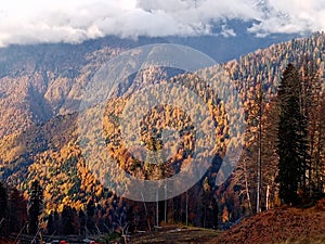 Autumn in Mountain. Golden yellow trees in mountains and clouds