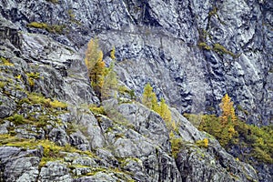 Autumn mountain landscape detail from Alaska.