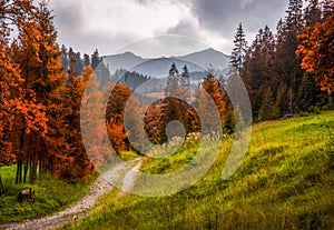 Autumn Mountain Landscape with Hiking Trail