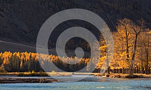 Autumn mountain landscape with sunlit trees and a cold blue rive