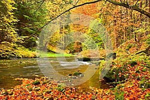 Autumn mountain river. Blurred waves,, fresh green mossy stones and boulders on river bank covered with colorful leaves from old t