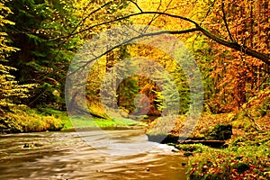 Autumn mountain river. Blurred waves,, fresh green mossy stones and boulders on river bank covered with colorful leaves from old t