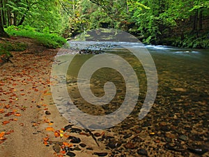 Autumn mountain river with low level of water, fresh green mossy stones and boulders on river bank covered with colorful leaves