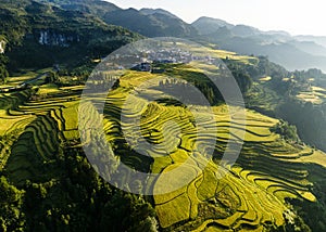 In autumn, the mountain terraces, from the valley to the mountainside, are covered with golden rice.