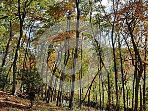 Autumn in the Mountains of Georgia