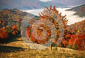 Autumn mountains trees and fields colorful landscape