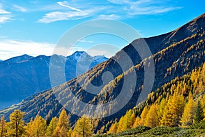 Autumn mountains with yellow fir trees.