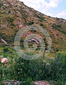 Autumn in the mountains. Yellowing hills. Grazing cattle