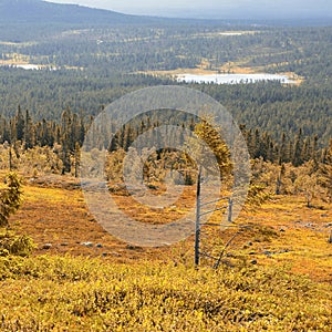 Autumn mountin landscape in Idre, Dalarna - Sweden