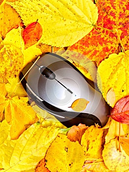 Autumn mouse