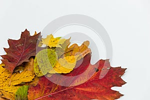 Autumn multi-coloured leaves on white background