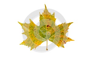 Autumn multicolor plane tree leaf isolated on white