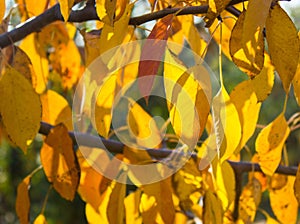 Autumn multicolored leaves on the branch