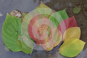 Autumn. Multicolored leaves float on the water.