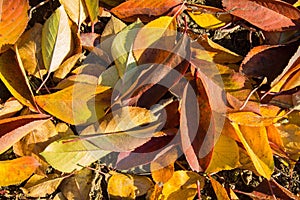 Autumn multicolored leaves on the ground