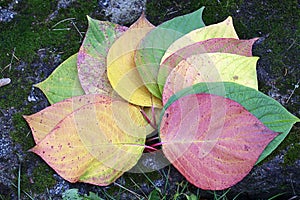 Autumn.Multicolored leaves on the stone.