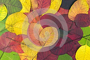 Autumn multicolored leaves. Texture bright autumn leaves. Autumn leaves concept