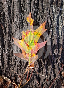 Autumn multicolored leaves on the tree bark
