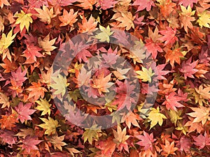 Autumn multicolored maple leaves background