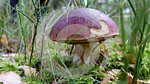 Autumn mushroom