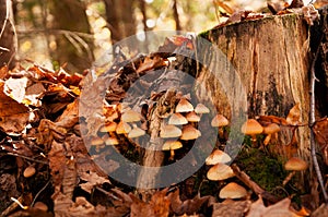 Autumn mushroom 2