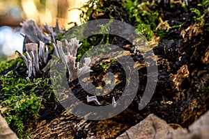 autumn mushroom growing in  the forest with yellow leaves