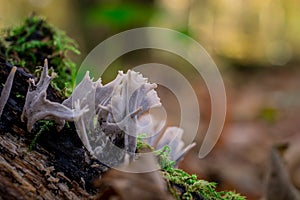 autumn mushroom growing in  the forest with yellow leaves