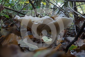 autumn mushroom growing in  the forest with yellow leaves