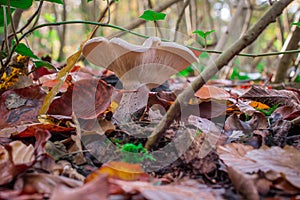 autumn mushroom growing in  the forest with yellow leaves