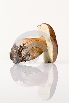 Autumn mushroom isolated on white