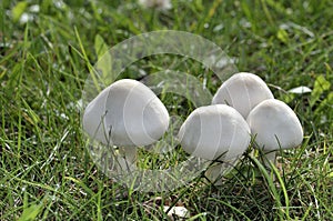 Autumn Mushrooms